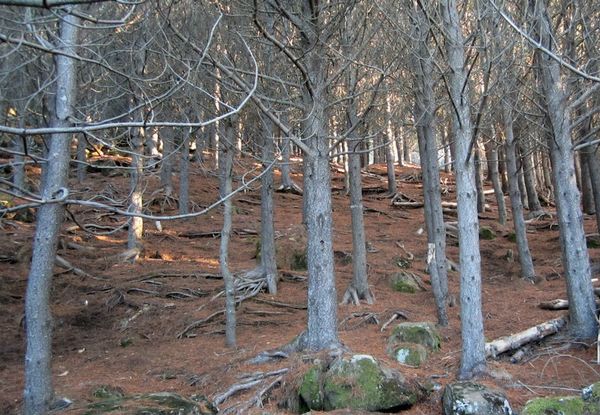 Karlotta B&ouml;ndal